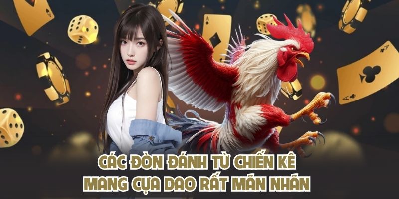 Các đòn đánh từ chiến kê mang cựa dao rất mãn nhãn