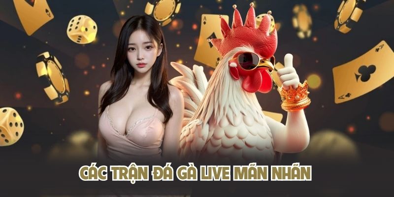 Các trận đá gà live mãn nhãn