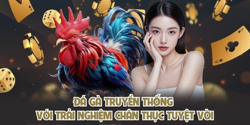 Đá gà truyền thống với trải nghiệm chân thực tuyệt vời